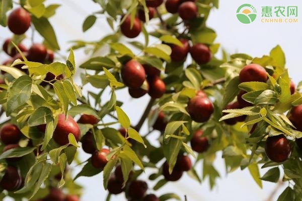 宁阳大枣产地在哪 怎样区分宁阳大枣和外地枣