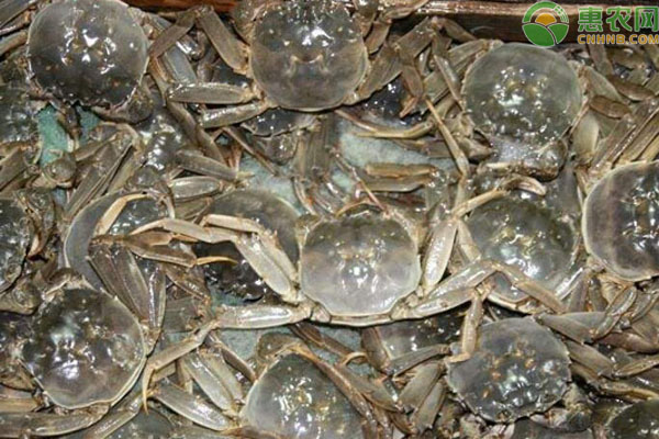 大连大闸蟹价格多少钱一斤 2021大闸蟹市场怎样