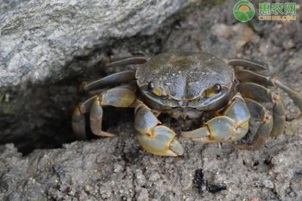 白玉蟹几月份可以抓 怎么钓