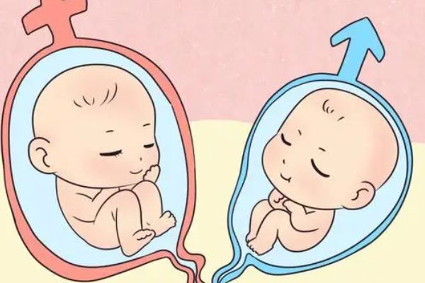 异卵孪生是什么意思