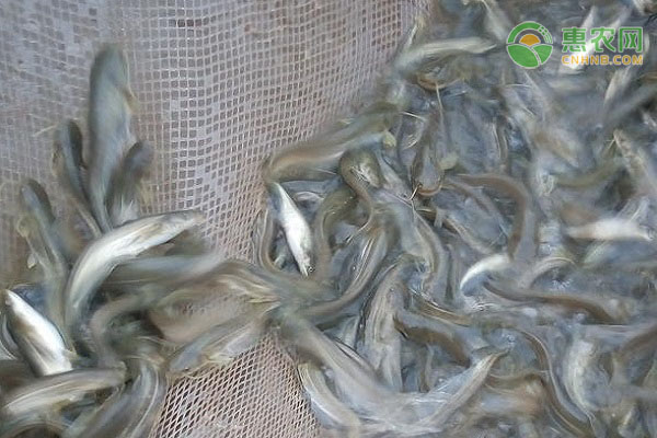 八须鲢产地在哪 八须鲢能吃吗