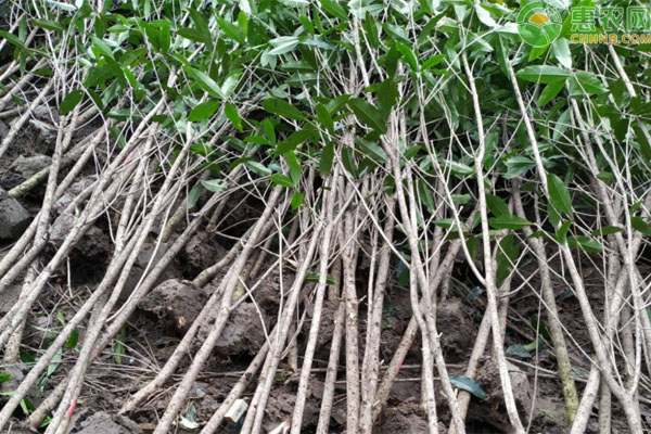 九龙桂花树苗多少钱一棵 种几年能开花