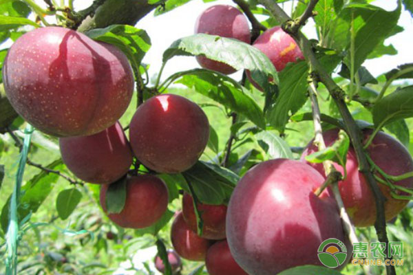 晚巨李产地在哪 怎么催熟