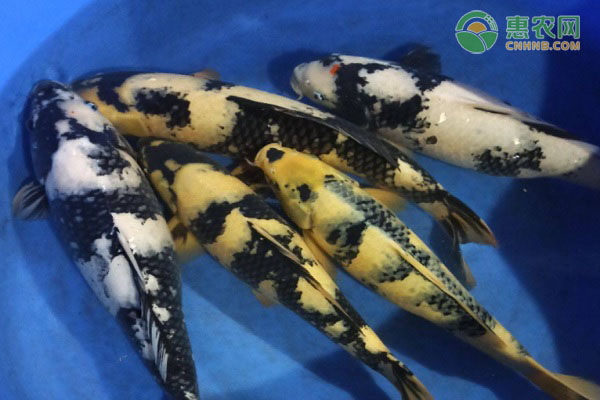 白写锦鲤的产地在哪 白写锦鲤要怎么挑选