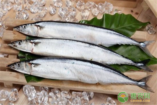 秋刀鱼和鲅鱼是同一种鱼吗 有哪些区别