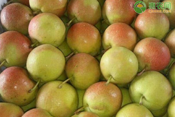 哪种梨有着梨中之王的美誉