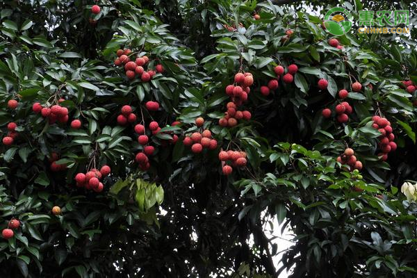 增城挂绿荔枝苗价格多少钱一株 有何特点