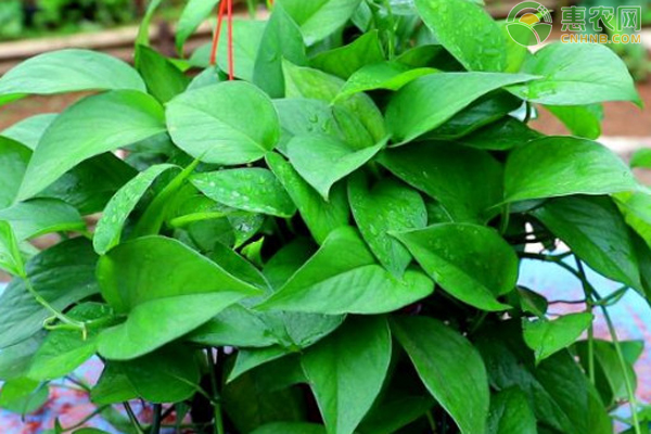 绿萝会爬藤吗 绿萝爬藤怎么办
