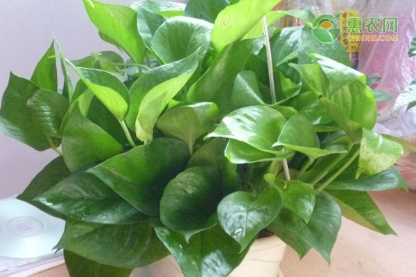 绿萝吸甲醛吗效果如何 如何除甲醛