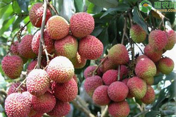 新兴香荔的产地在哪 特点有哪些