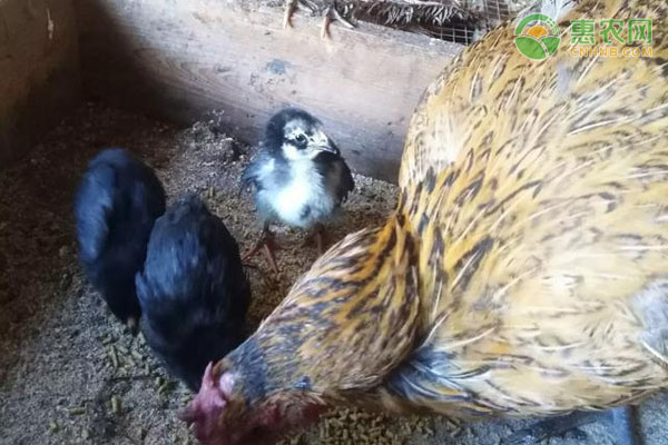 什么是真正的土鸡 饲养成本是多少