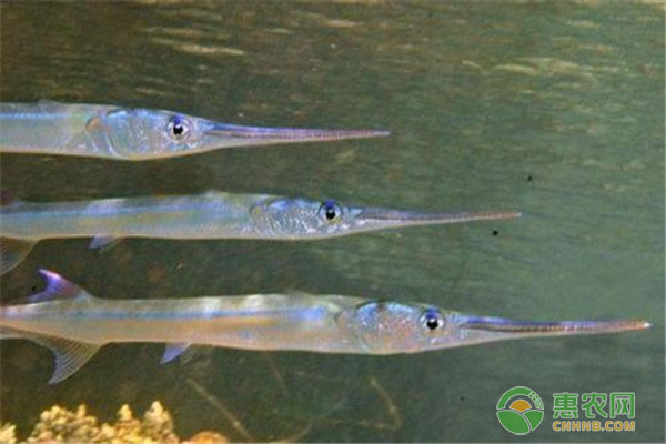 丹江镇水库针鱼是什么鱼 怎么钓