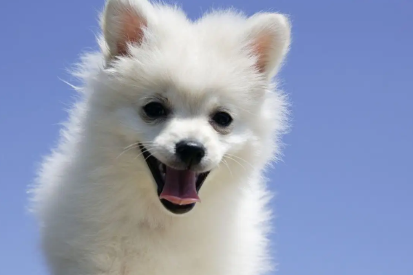 狗的寿命一般多长