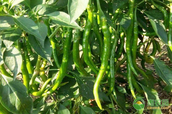 线椒产地在哪 和杭椒有什么区别