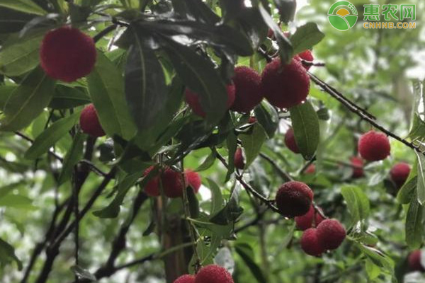 红杨梅和黑杨梅的区别