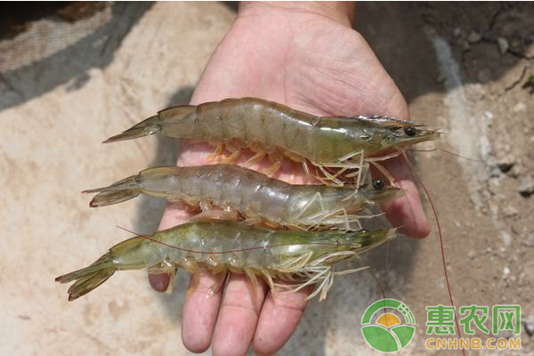 虾苗到成虾要多长时间