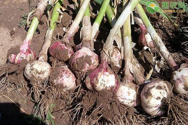 蒜头是大蒜的哪个部位 蒜薹和蒜头有什么区别