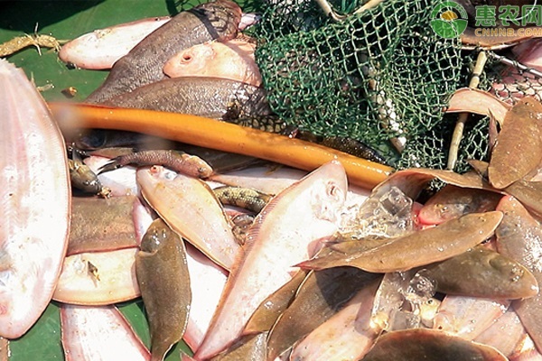 舌鳎鱼为什么要去皮