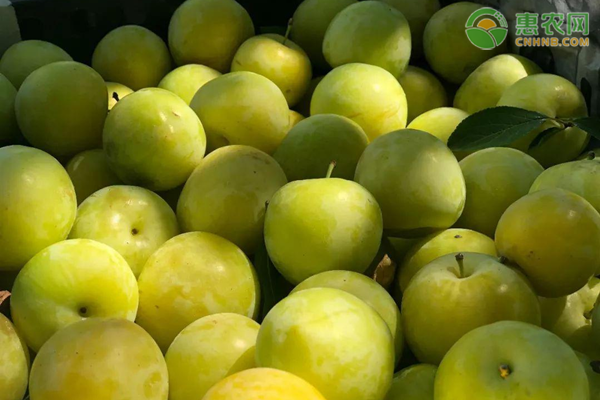 青脆李和茵红李区别