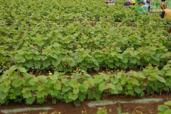 夏至红葡萄苗价格多少钱一株 品种有何优缺点