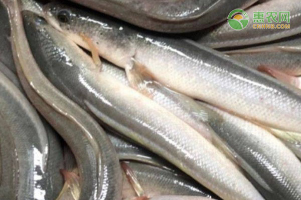 白乌鳢产地在哪 和黑鱼的区别是什么