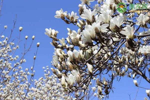 草长莺飞是什么季节