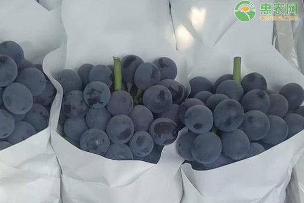 黑丰葡萄价格多少钱一斤