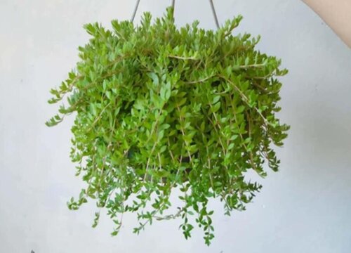 垂盆草的功效与作用及食用方法