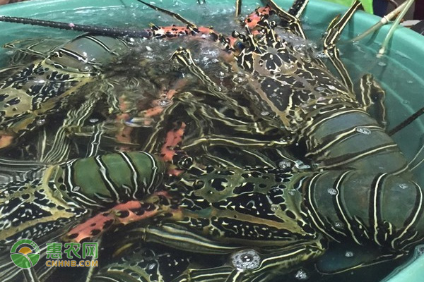 越南青龙虾产地在哪 和澳龙的区别是什么