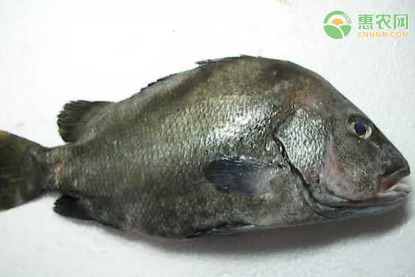 包公鱼产地在哪 包公鱼和石斑鱼有什么区别