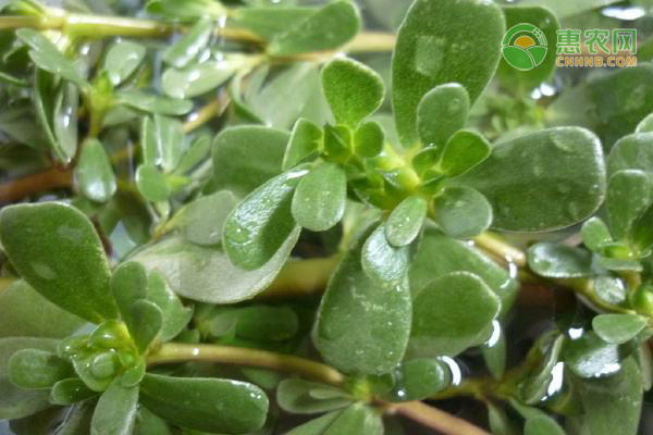 马齿苋种子哪里有卖 怎么留