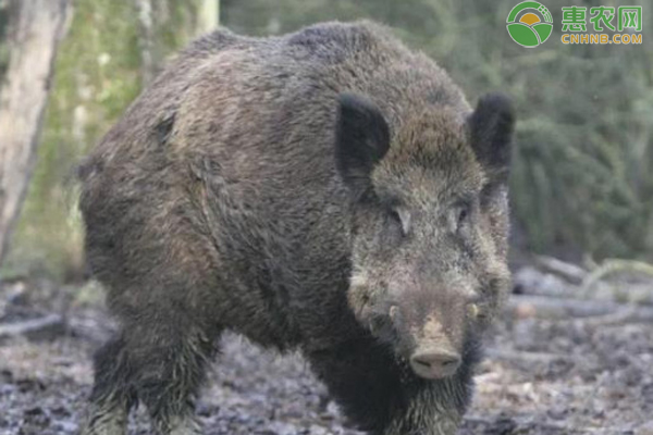 野猪怕什么动物 如何避免野猪破坏庄稼