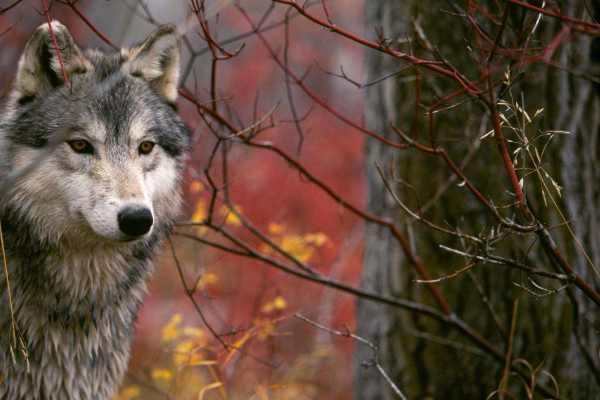 狼文言文三则寓意