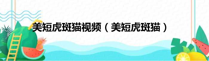 美短虎斑猫视频 美短虎斑猫