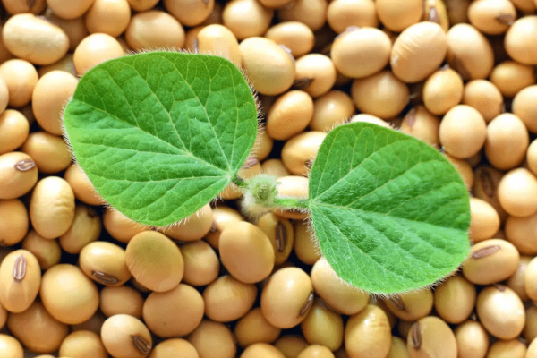 大豆有蛋白质吗