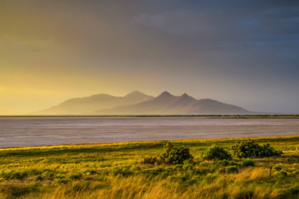 timi在线是什么意思