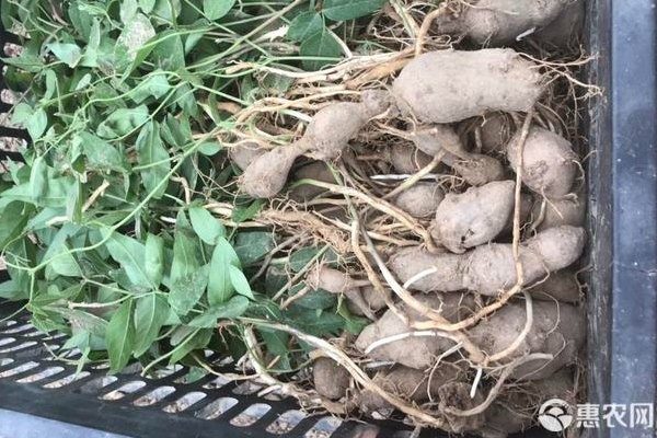 罗汉参价格多少钱一斤 为什么这么名贵