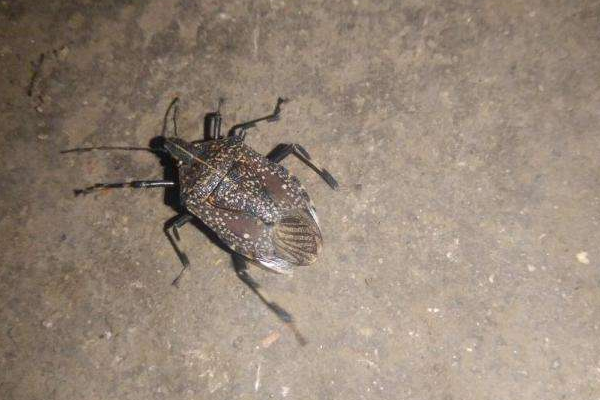 小蟑螂怎么消灭最彻底