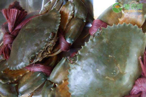青蟹怎么区分公母 青蟹是公的好还是母的好