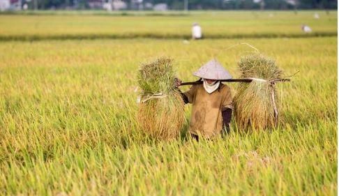 米放时间长了有虫子怎么办,米放久了会出现的虫子从哪里来图5