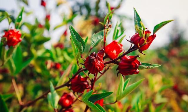 适合秋天喝的六种花茶 七月份泡什么茶最合适