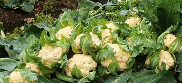 花椰菜上有黑色点点是什么病