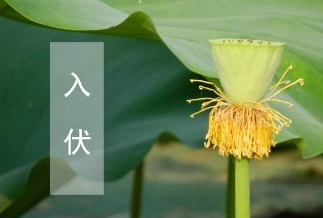 真正的伏天是从哪天开始 今年的伏天是多少天呢