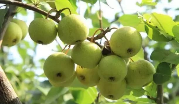 冻秋梨一般用的是哪种梨