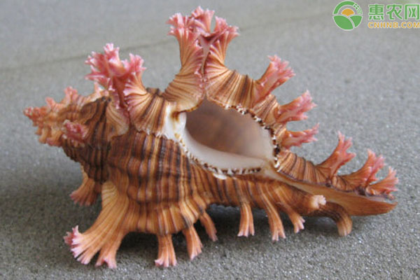 玫瑰螺产地在什么地方 玫瑰螺是天然的吗