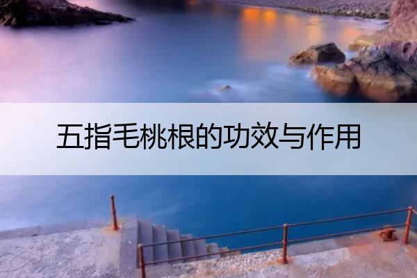 五指毛桃根的功效与作用 五指毛桃根的功效与作用禁忌