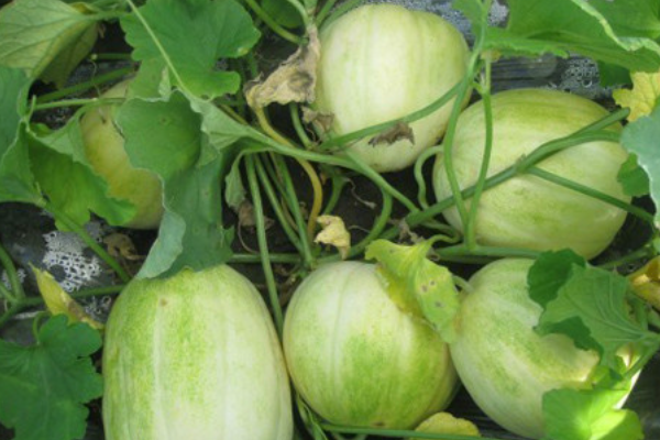 香瓜是属于凉性的水果吗