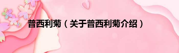 普西利菊 关于普西利菊介绍