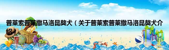 普莱索普莱撒马洛昆獒犬 关于普莱索普莱撒马洛昆獒犬介绍