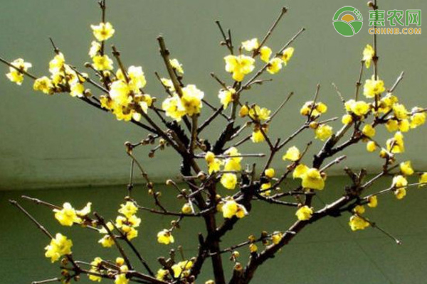 “三月不知肉味”原本是孔子用来形容什么 音乐还是美食